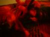 <img100*0:stuff/z/169023/The%2520Ultimate%2520Cloth%2520Reference%2520Collection/i1259862233_33.jpg>