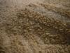<img100*0:stuff/z/169023/The%2520Ultimate%2520Texture%2520Reference%2520Collection/i1259883571_12.jpg>