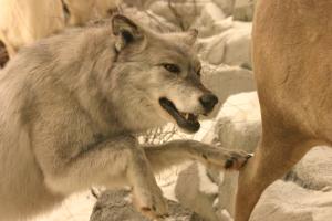 <img300*0:stuff/z/169023/Timber%2520Wolf/i1281724686_1.jpg>