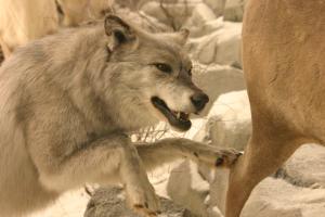 <img300*0:stuff/z/169023/Timber%2520Wolf/i1281724686_2.jpg>