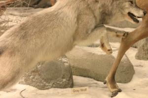 <img300*0:stuff/z/169023/Timber%2520Wolf/i1281724686_3.jpg>