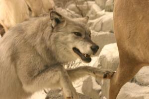<img300*0:stuff/z/169023/Timber%2520Wolf/i1281724686_4.jpg>