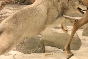 <img300*0:stuff/z/169023/Timber%2520Wolf/i1281724686_5.jpg>