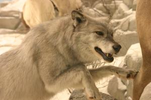 <img300*0:stuff/z/169023/Timber%2520Wolf/i1281724686_6.jpg>