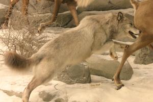 <img300*0:stuff/z/169023/Timber%2520Wolf/i1281724686_7.jpg>