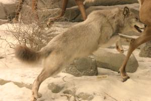 <img300*0:stuff/z/169023/Timber%2520Wolf/i1281724687_10.jpg>