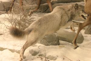 <img300*0:stuff/z/169023/Timber%2520Wolf/i1281724687_11.jpg>