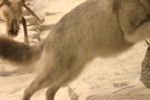 <img300*0:stuff/z/169023/Timber%2520Wolf/i1281724687_8.jpg>