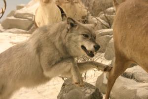 <img300*0:stuff/z/169023/Timber%2520Wolf/i1281724687_9.jpg>