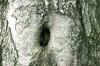 <img100*0:stuff/z/169023/Tree%2520Stock.1/i1277163273_1.jpg>