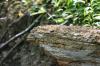 <img100*0:stuff/z/169023/Tree%2520Stock.1/i1277163273_2.jpg>