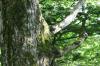 <img100*0:stuff/z/169023/Tree%2520Stock.1/i1277163273_3.jpg>