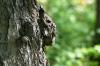 <img100*0:stuff/z/169023/Tree%2520Stock.1/i1277163273_4.jpg>
