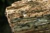 <img100*0:stuff/z/169023/Tree%2520Stock.1/i1277163273_6.jpg>