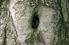 <img100*0:stuff/z/169023/Tree%2520Stock.1/i1277163273_7.jpg>