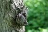 <img100*0:stuff/z/169023/Tree%2520Stock.1/i1277163273_8.jpg>