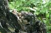 <img100*0:stuff/z/169023/Tree%2520Stock.1/i1277163273_9.jpg>