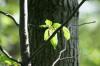 <img100*0:stuff/z/169023/Tree%2520Stock.1/i1277163274_10.jpg>