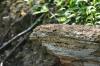 <img100*0:stuff/z/169023/Tree%2520Stock.1/i1277163274_11.jpg>
