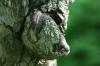 <img100*0:stuff/z/169023/Tree%2520Stock.1/i1277163274_12.jpg>