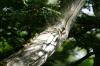 <img100*0:stuff/z/169023/Tree%2520Stock.1/i1277163274_13.jpg>