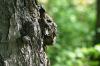 <img100*0:stuff/z/169023/Tree%2520Stock.1/i1277163274_14.jpg>