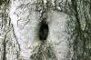 <img100*0:stuff/z/169023/Tree%2520Stock.1/i1277163274_16.jpg>