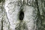 Tree Stock