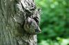 <img100*0:stuff/z/169023/Tree%2520Stock.1/i1277163274_17.jpg>