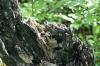 <img100*0:stuff/z/169023/Tree%2520Stock.1/i1277163274_18.jpg>