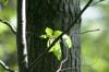 <img100*0:stuff/z/169023/Tree%2520Stock.1/i1277163274_19.jpg>