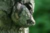 <img100*0:stuff/z/169023/Tree%2520Stock.1/i1277163275_20.jpg>