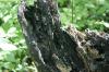 <img100*0:stuff/z/169023/Tree%2520Stock.1/i1277163275_21.jpg>