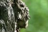 <img100*0:stuff/z/169023/Tree%2520Stock.1/i1277163275_22.jpg>