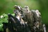 <img100*0:stuff/z/169023/Tree%2520Stock.1/i1277163275_23.jpg>