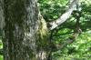 <img100*0:stuff/z/169023/Tree%2520Stock.1/i1277163275_24.jpg>