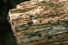 <img100*0:stuff/z/169023/Tree%2520Stock.1/i1277163275_27.jpg>