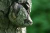 <img100*0:stuff/z/169023/Tree%2520Stock.1/i1277163275_28.jpg>