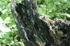 <img100*0:stuff/z/169023/Tree%2520Stock.1/i1277163275_29.jpg>