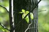 <img100*0:stuff/z/169023/Tree%2520Stock.1/i1277163275_30.jpg>