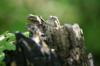 <img100*0:stuff/z/169023/Tree%2520Stock.1/i1277163276_31.jpg>
