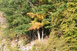 <img250*0:stuff/z/169023/Tree%2520Stock/i1256081426_10.jpg>