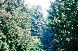 <img250*0:stuff/z/169023/Tree%2520Stock/i1256081426_3.jpg>