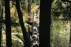 <img250*0:stuff/z/169023/Tree%2520Stock/i1256081426_4.jpg>