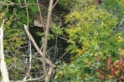 <img250*0:stuff/z/169023/Tree%2520Stock/i1256081426_6.jpg>
