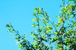 <img250*0:stuff/z/169023/Tree%2520Stock/i1256081426_8.jpg>