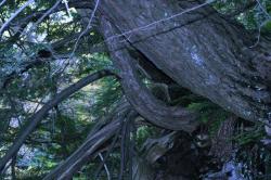 <img250*0:stuff/z/169023/Tree%2520Stock/i1256081426_9.jpg>
