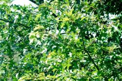 <img250*0:stuff/z/169023/Tree%2520Stock/i1256081427_11.jpg>