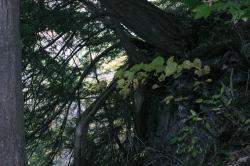 <img250*0:stuff/z/169023/Tree%2520Stock/i1256081427_12.jpg>