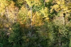 <img250*0:stuff/z/169023/Tree%2520Stock/i1256081427_13.jpg>